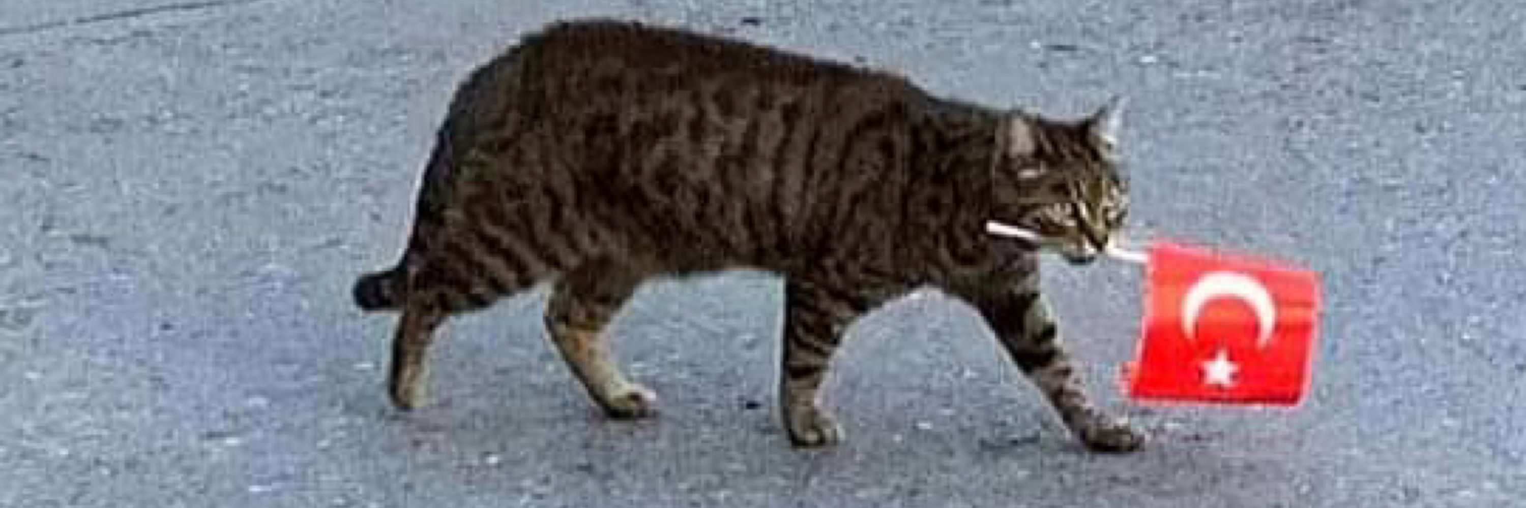 Ardıç