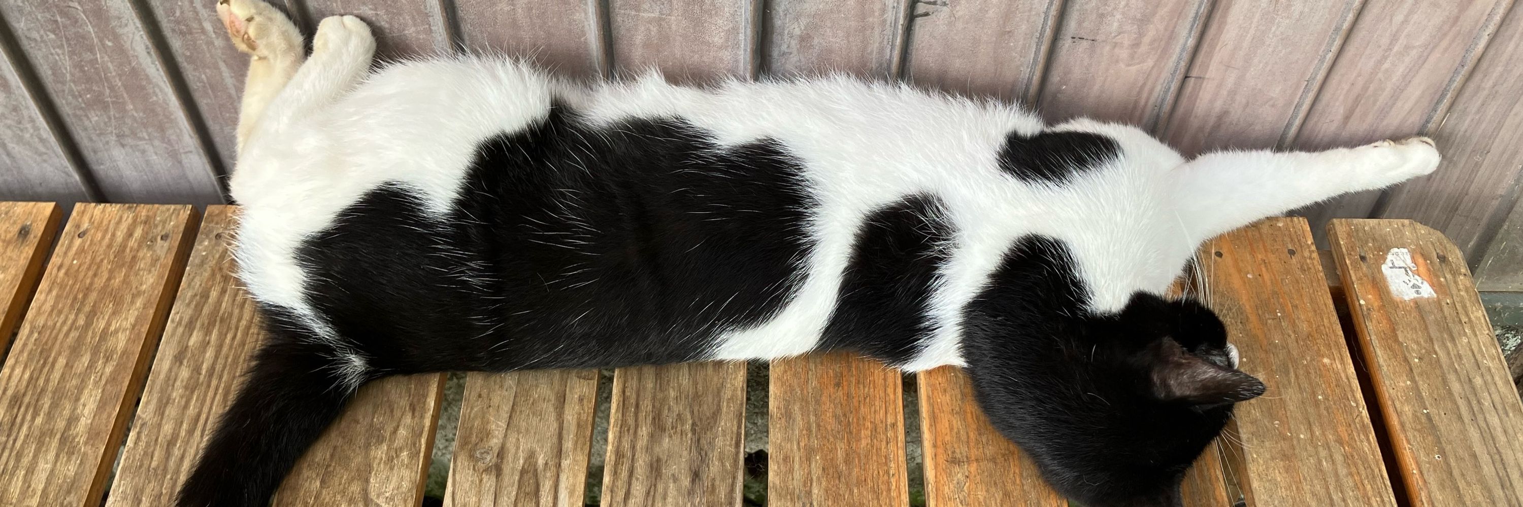 ふぉー