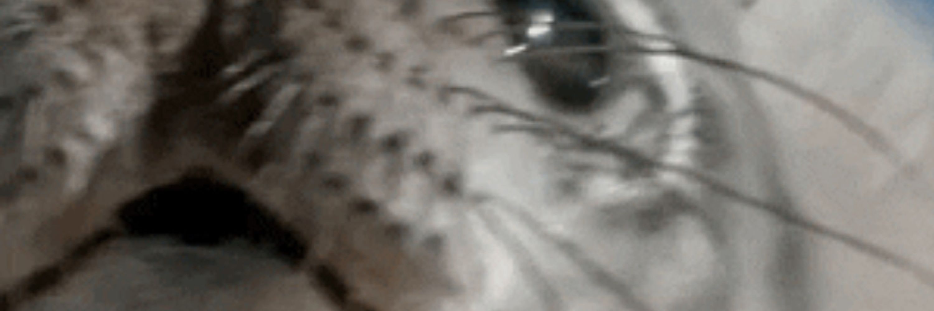 MixMastaCopyCat