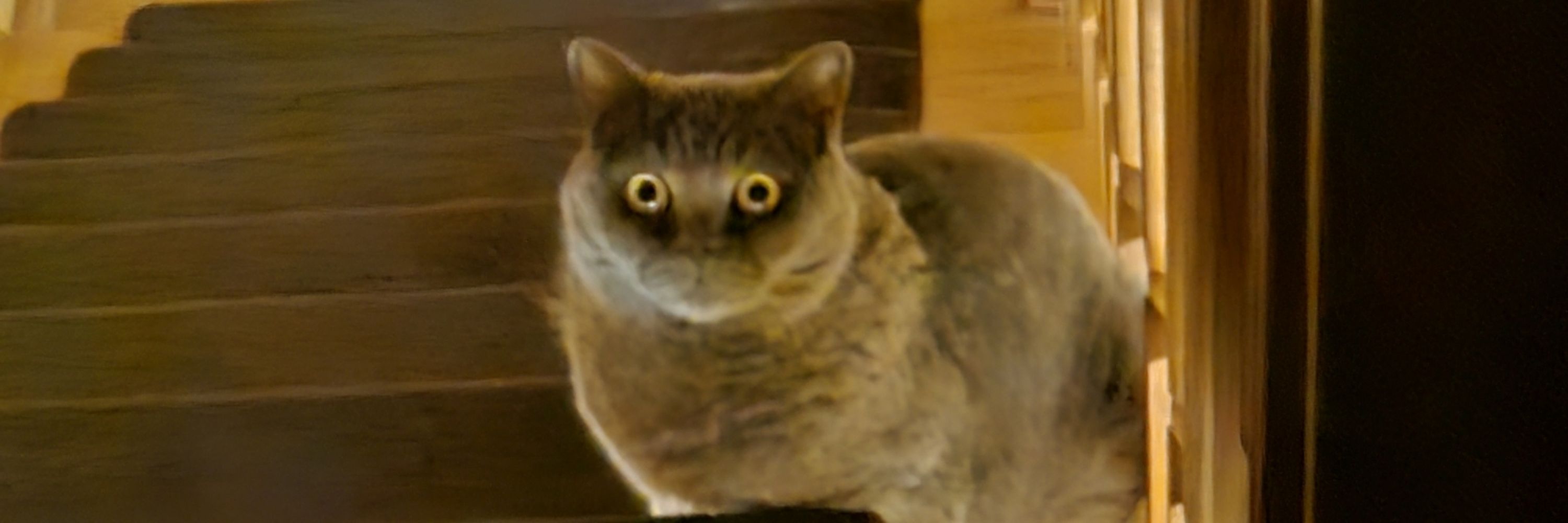 Ebi The Cat