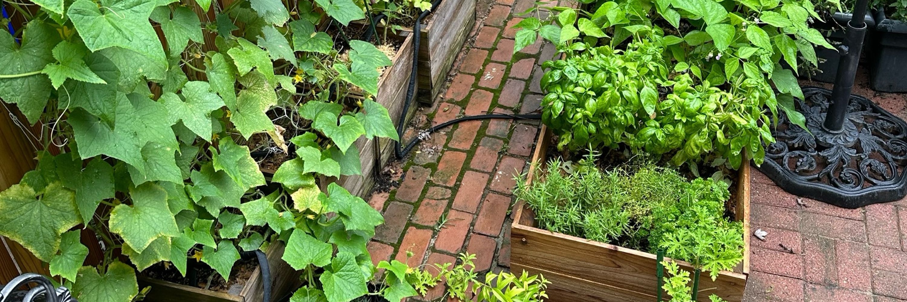 Jeana’s Garden in the Burbs