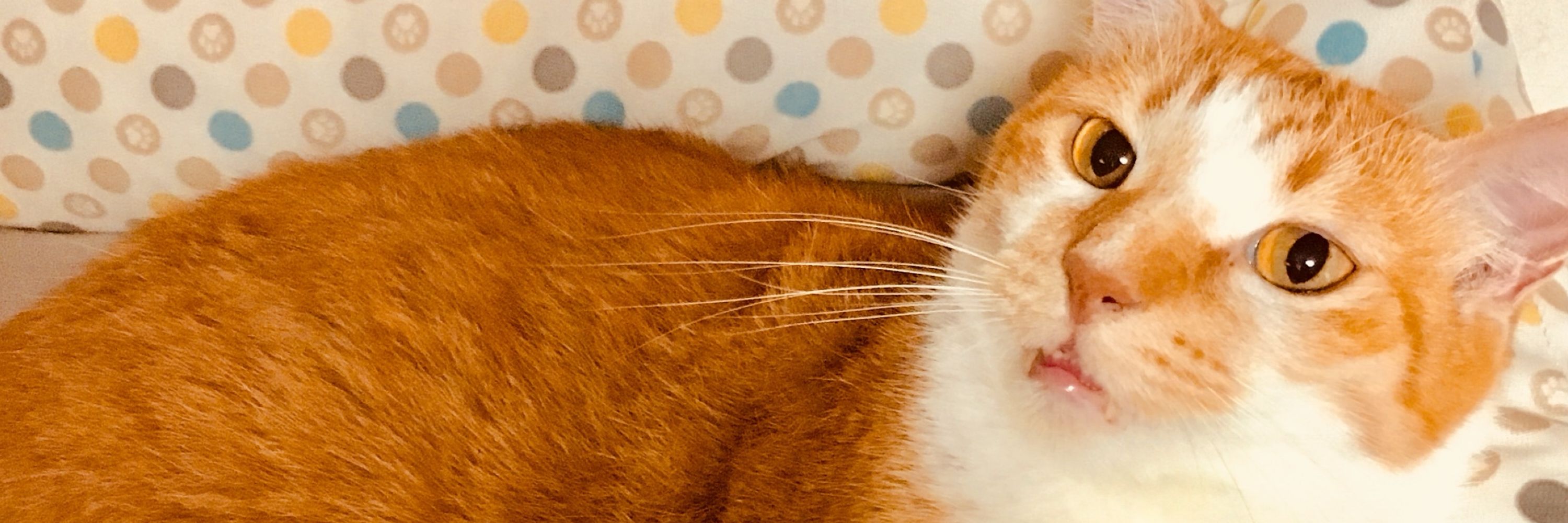 やっぱり猫が好き