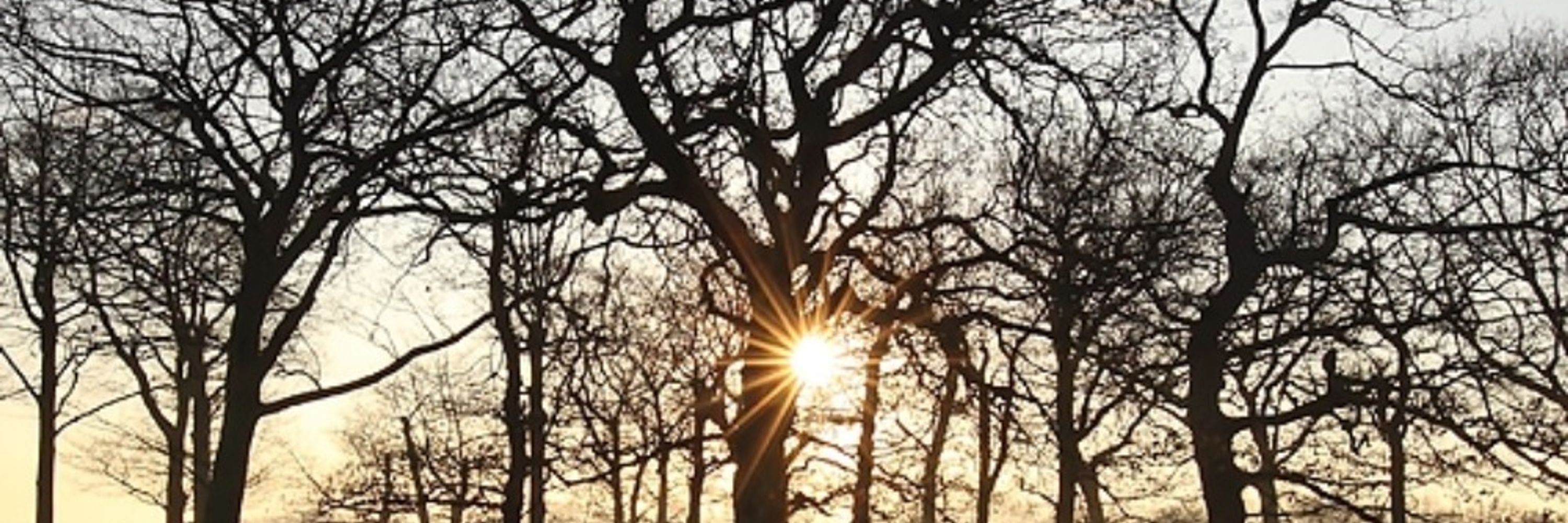 Wanstead Birder