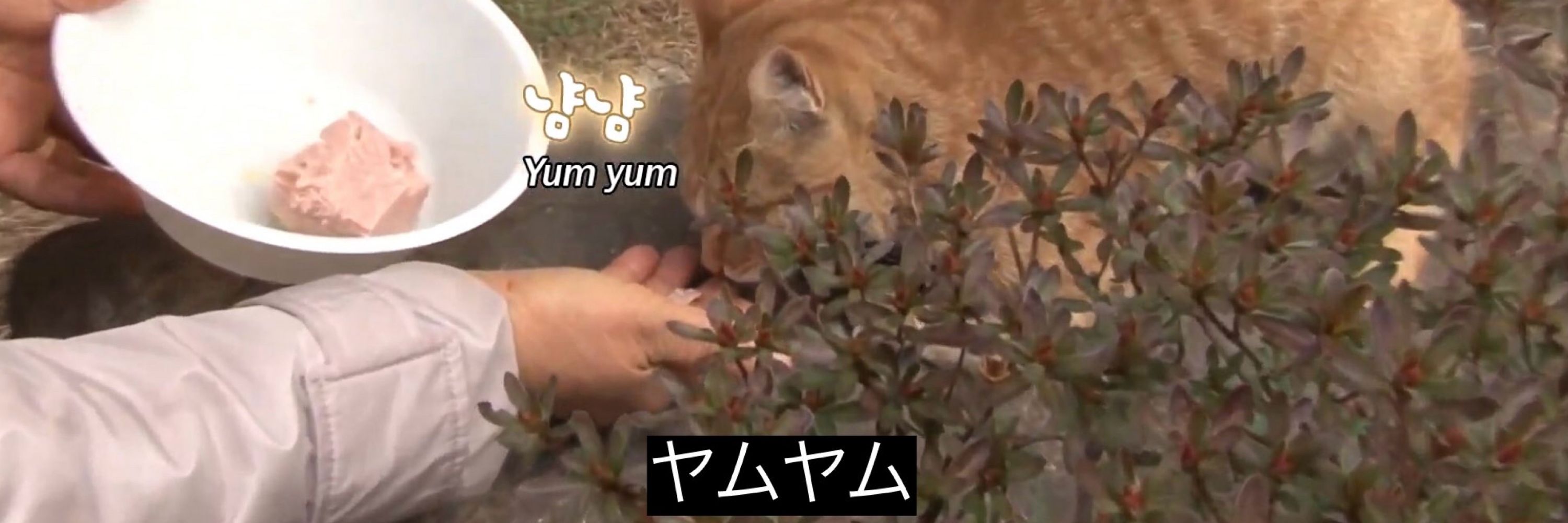 yomoa