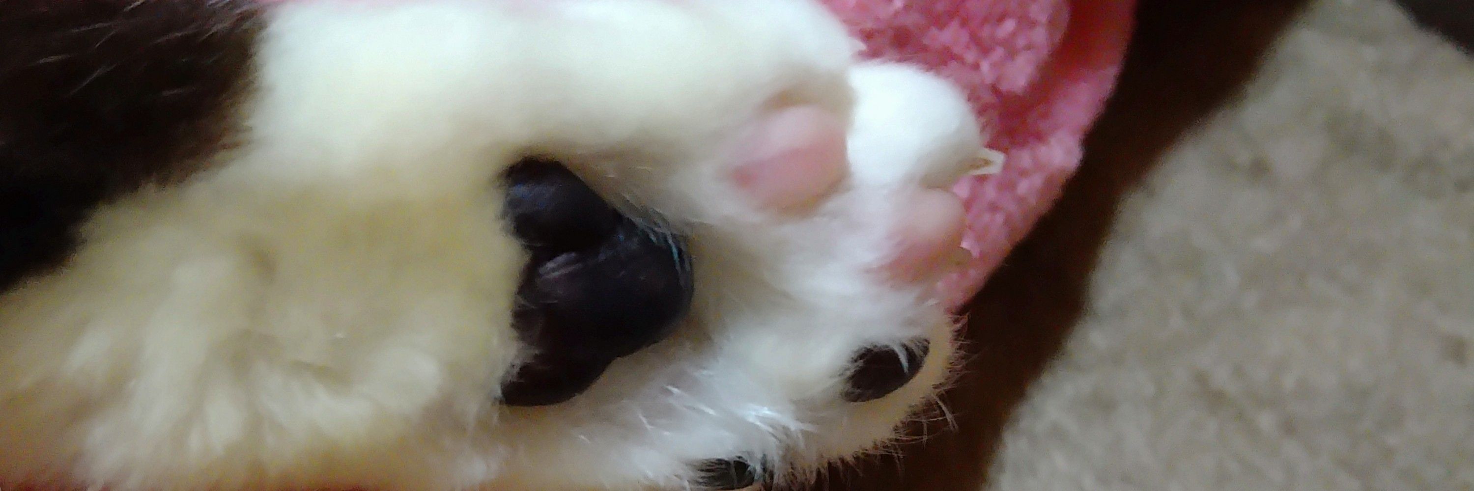 マルシィ
