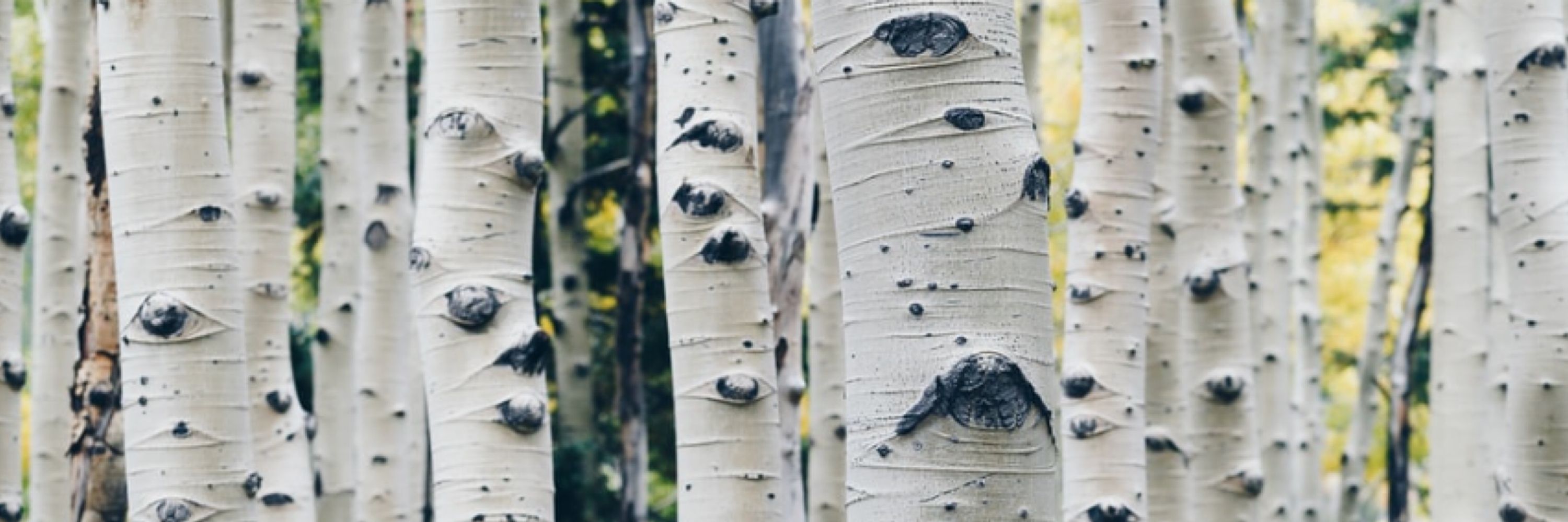 Cal Birch