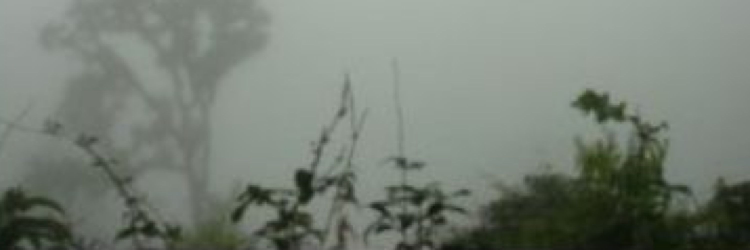 ElPatoBonito