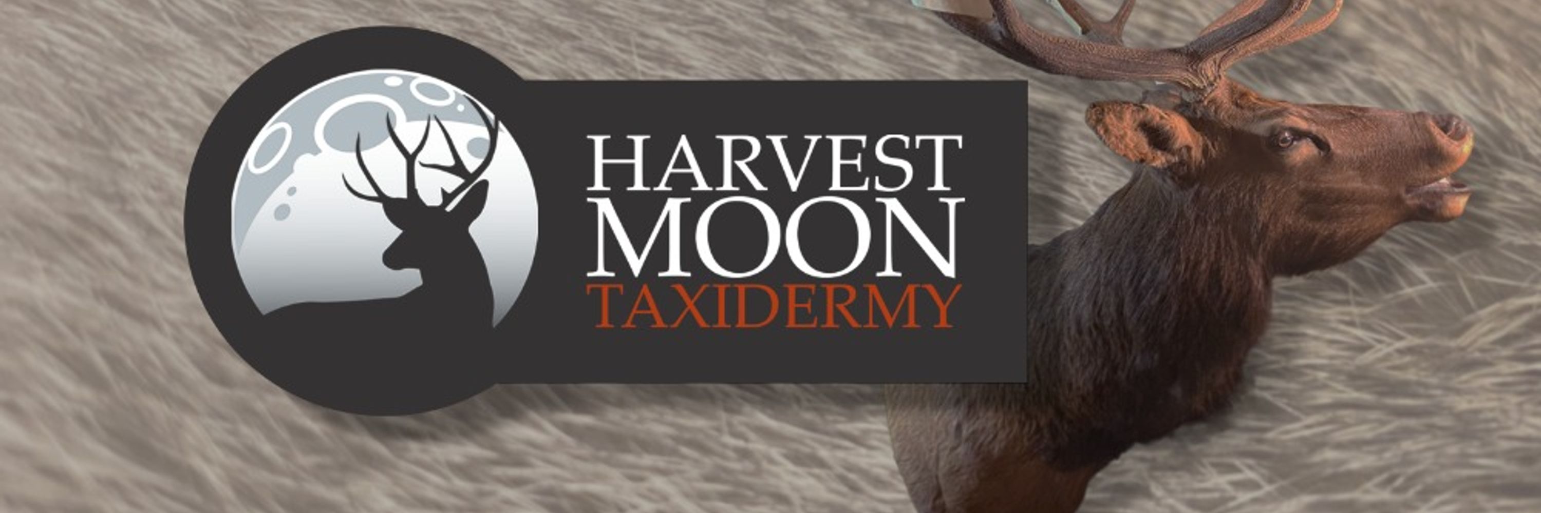 Harvest Moon Taxidermy