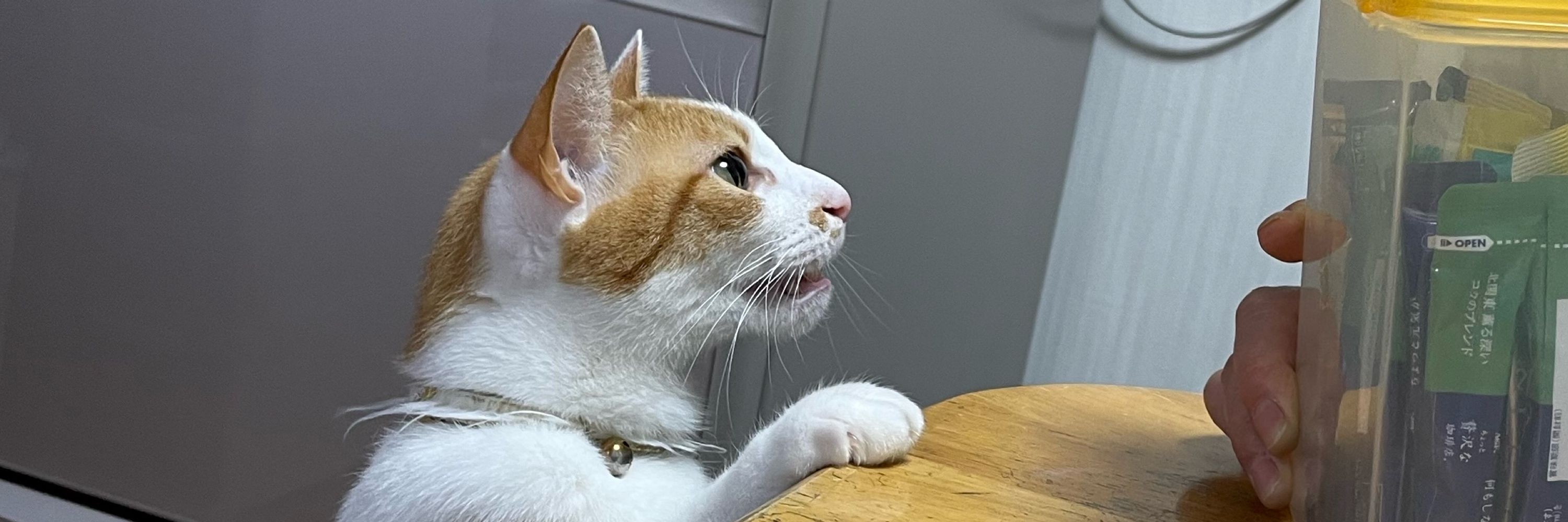 ﾁｭｷｺﾞﾘ