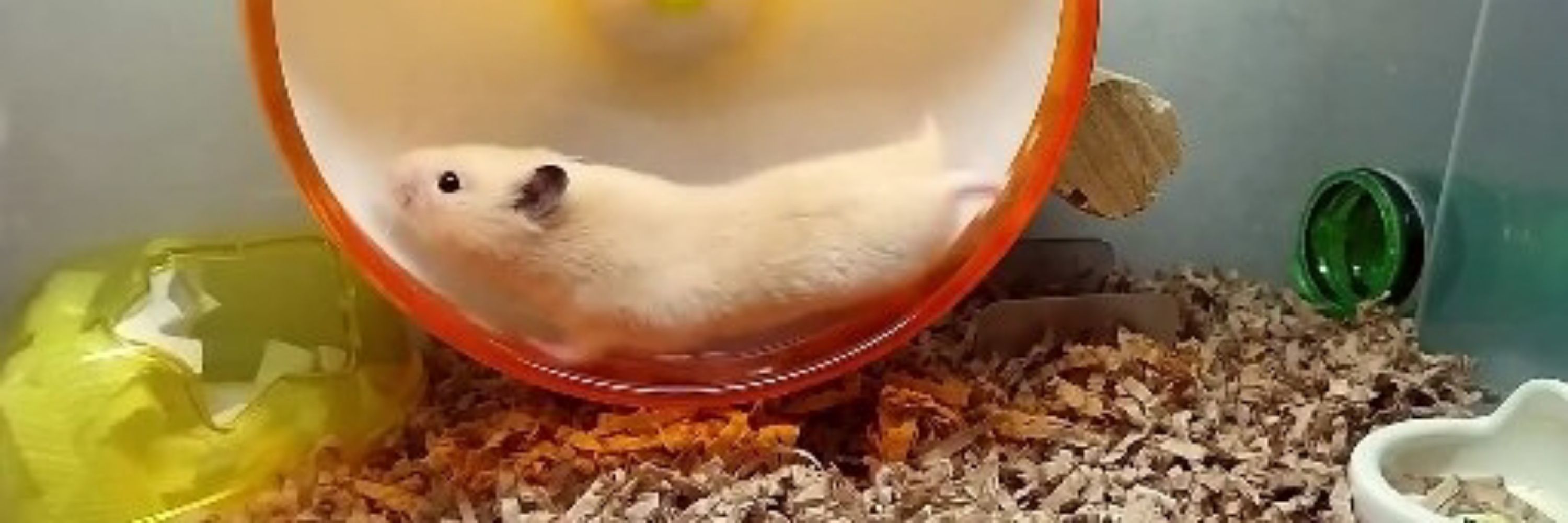 レクチ