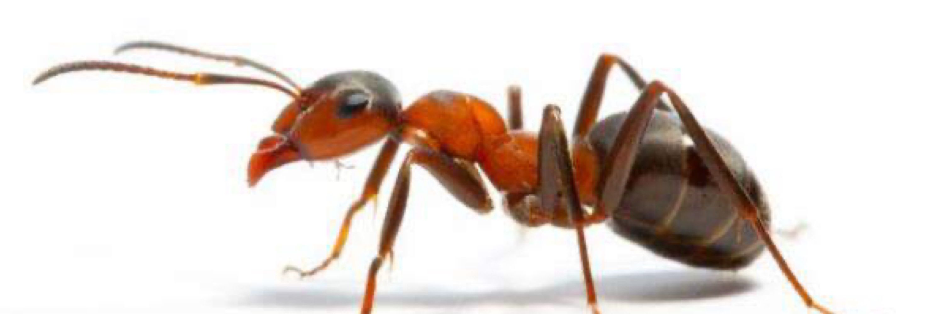 Ant