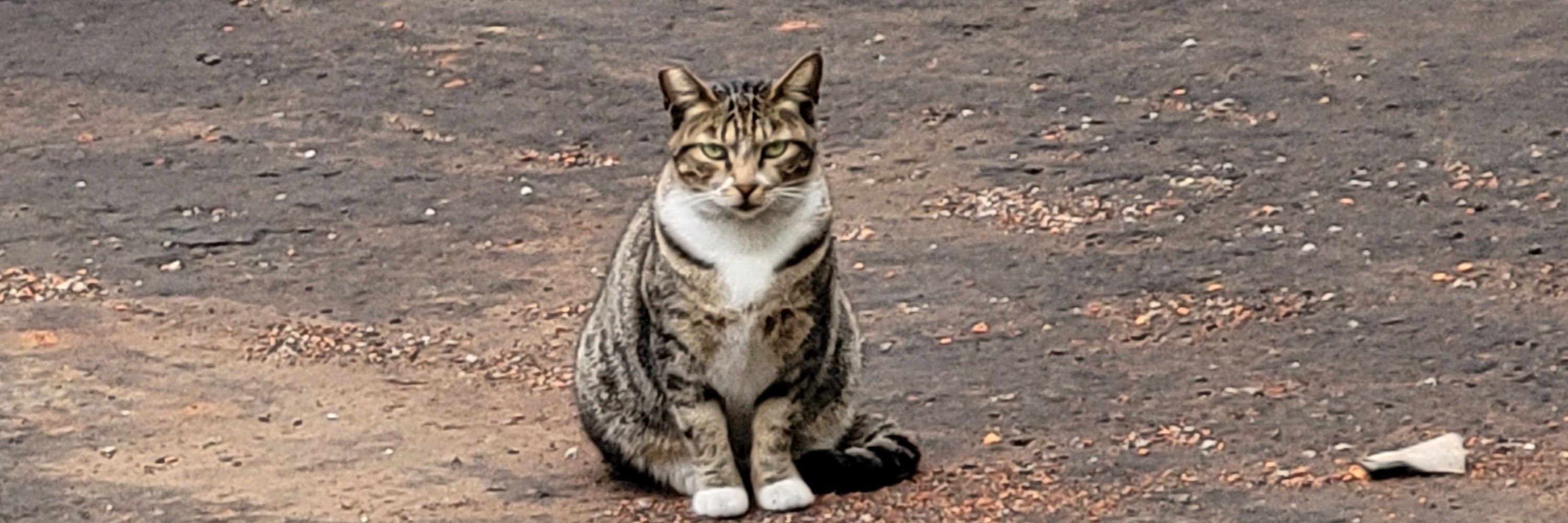 尼克先生