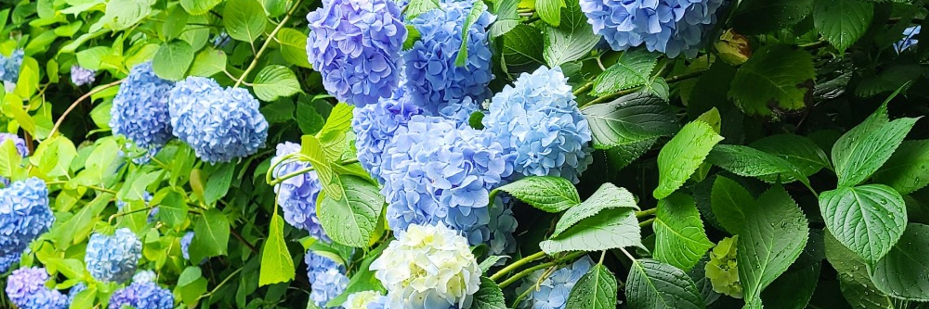 ｿﾔ