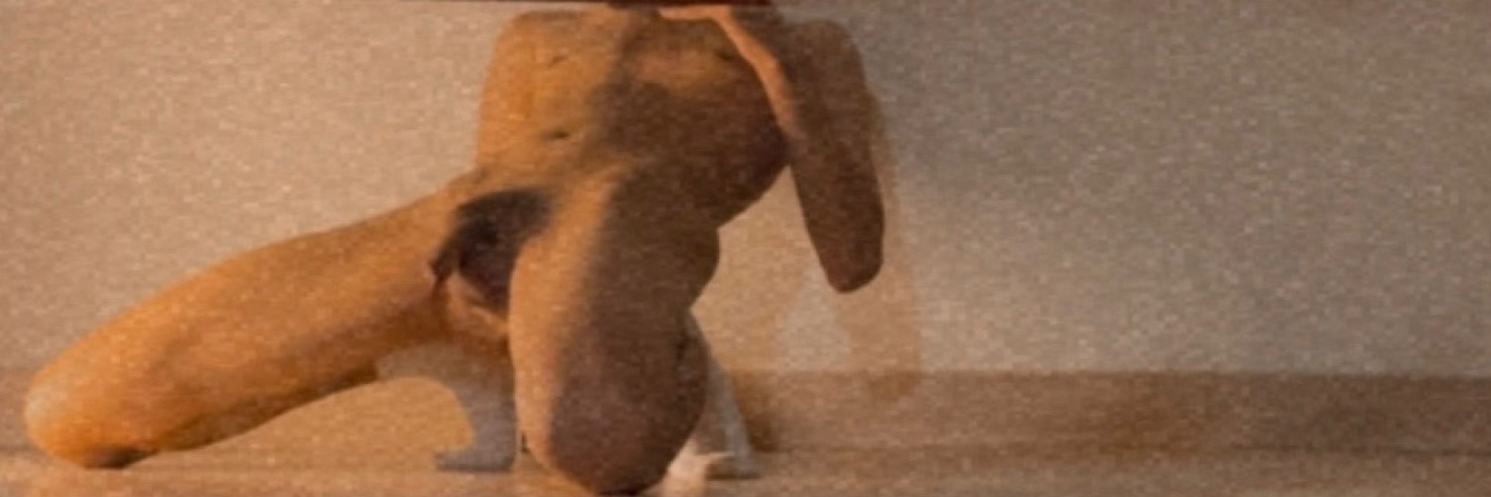 𝐃𝐊