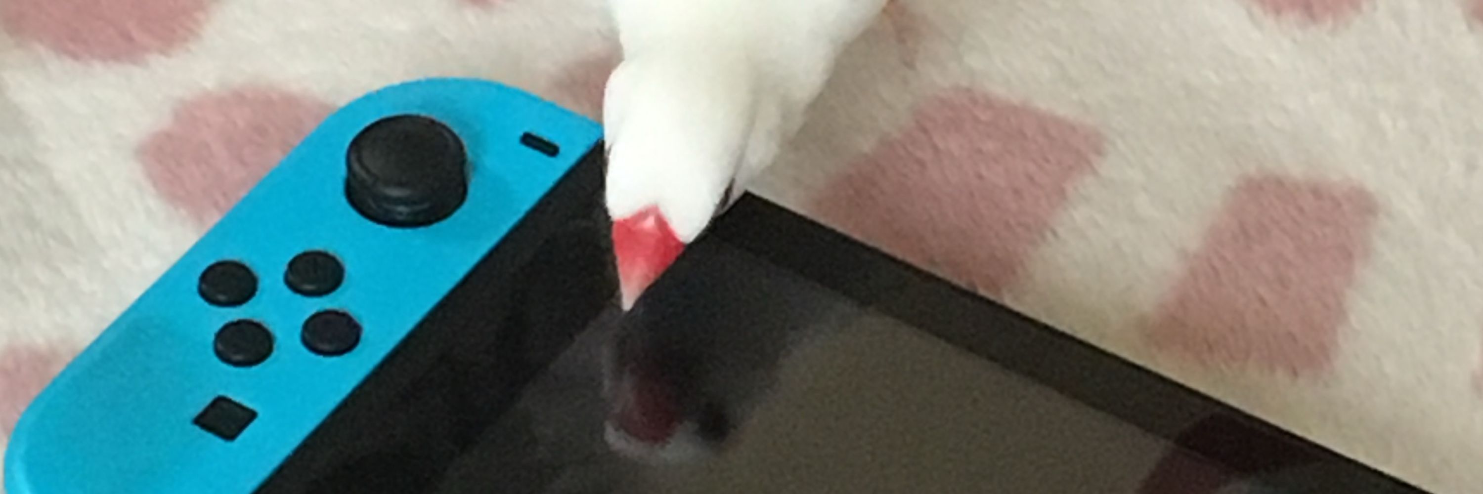 じょぷちゃ