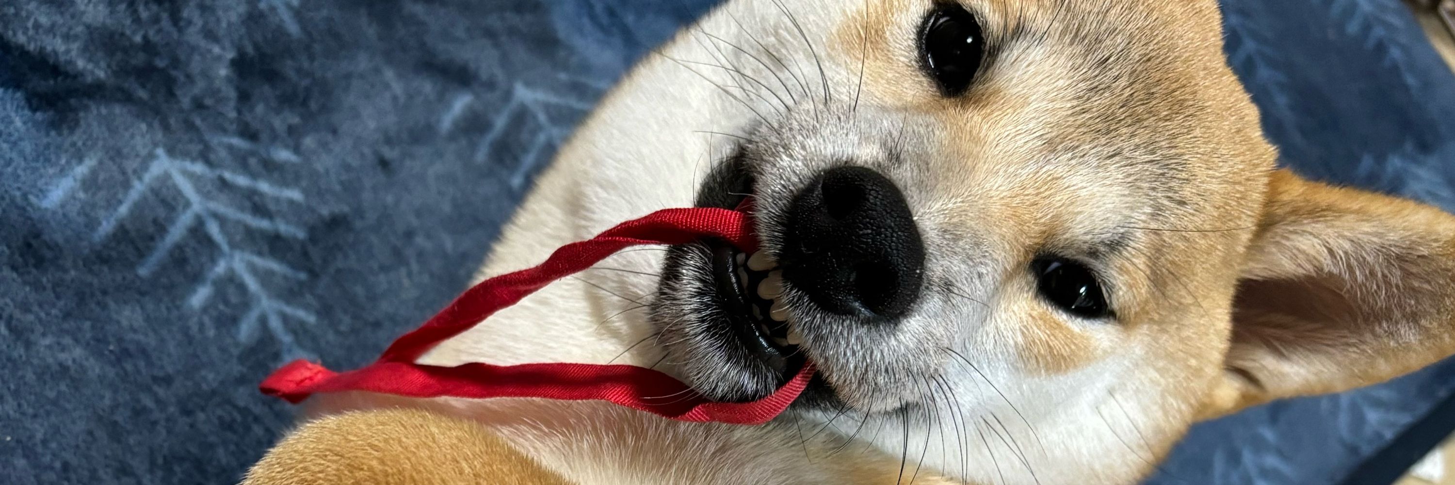 柴犬はなと社畜にむ