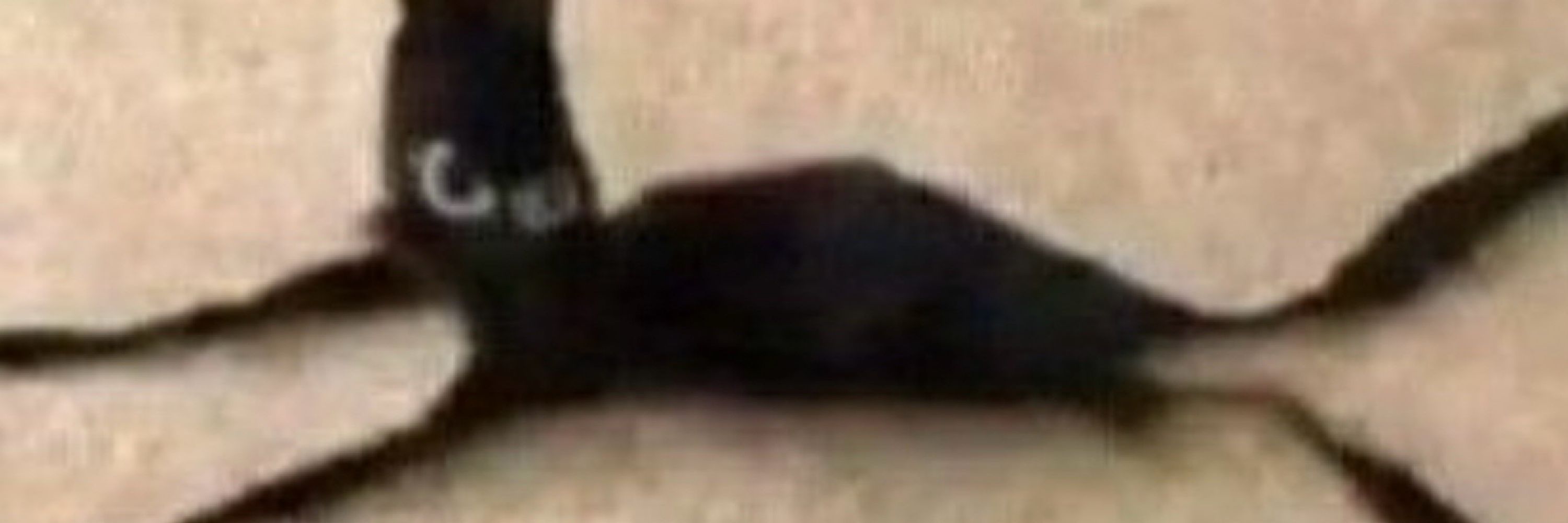 Mel