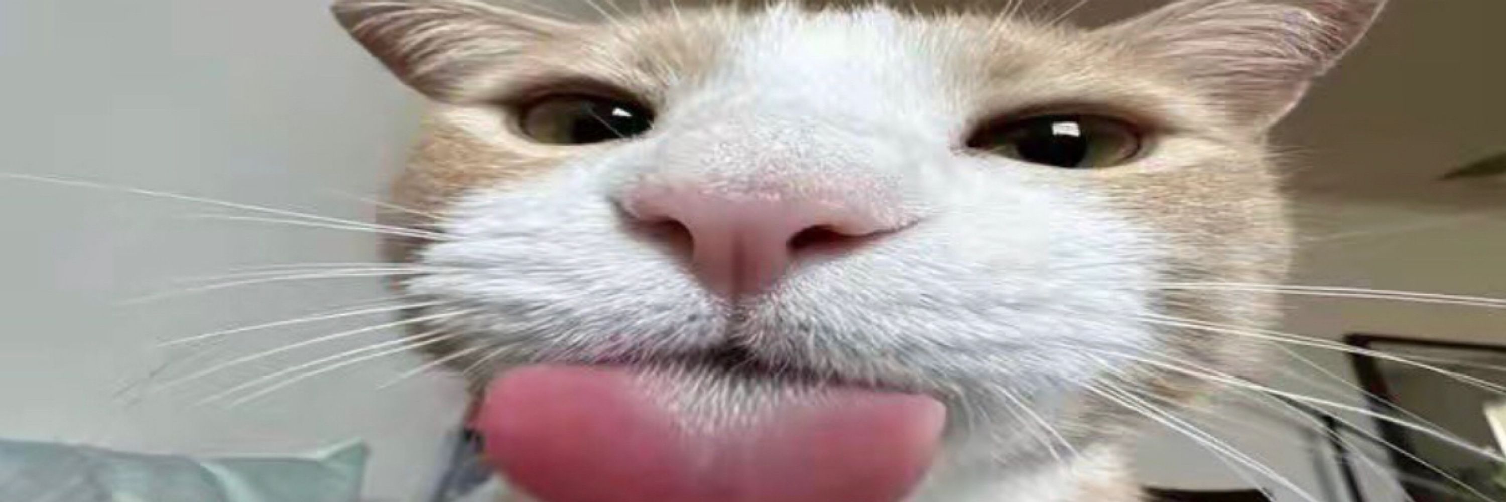 Kaii