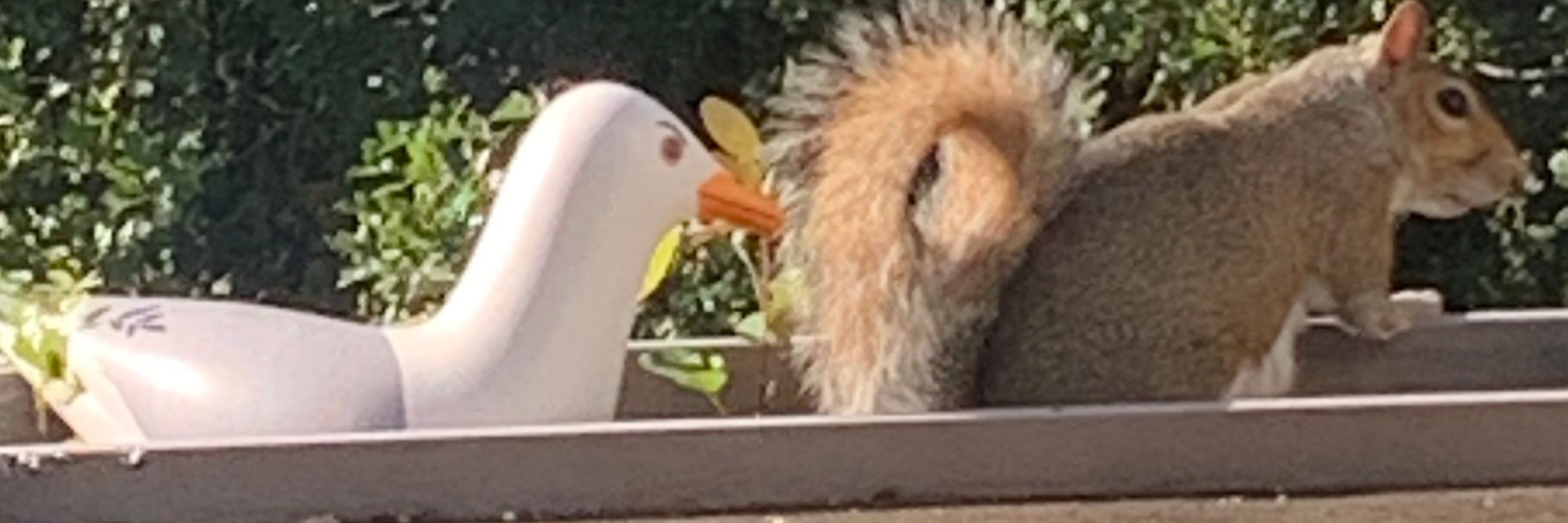 Squeep