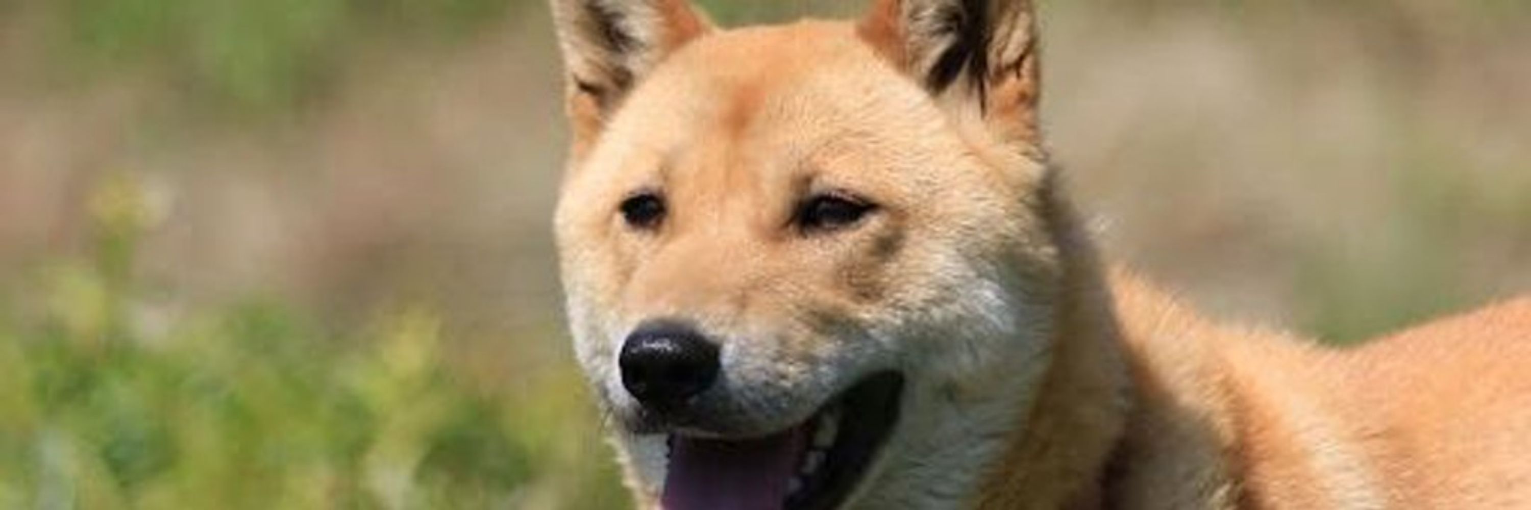 배나온 모찌🐶