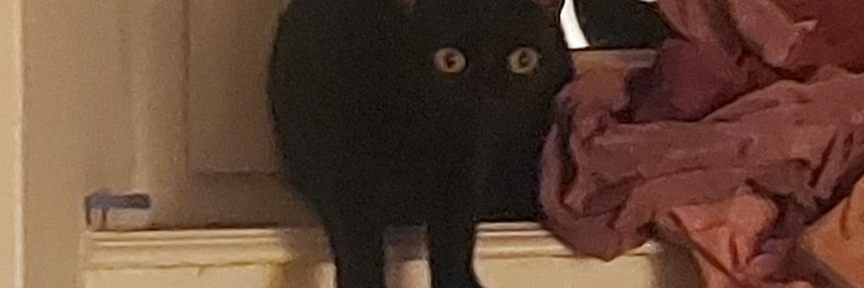 poly spockette