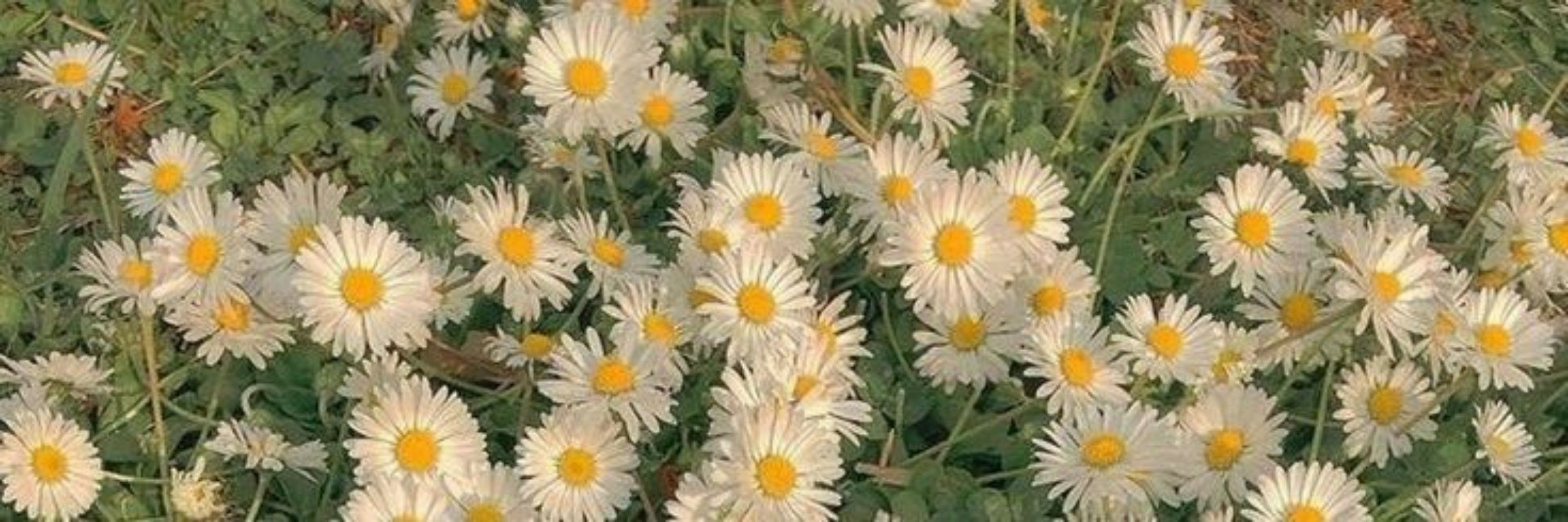 Lari