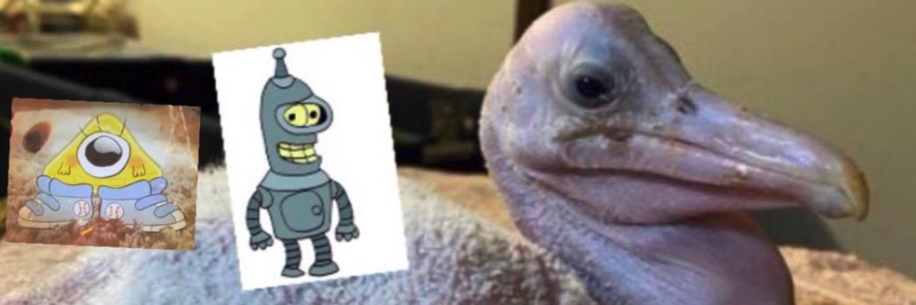 Bog