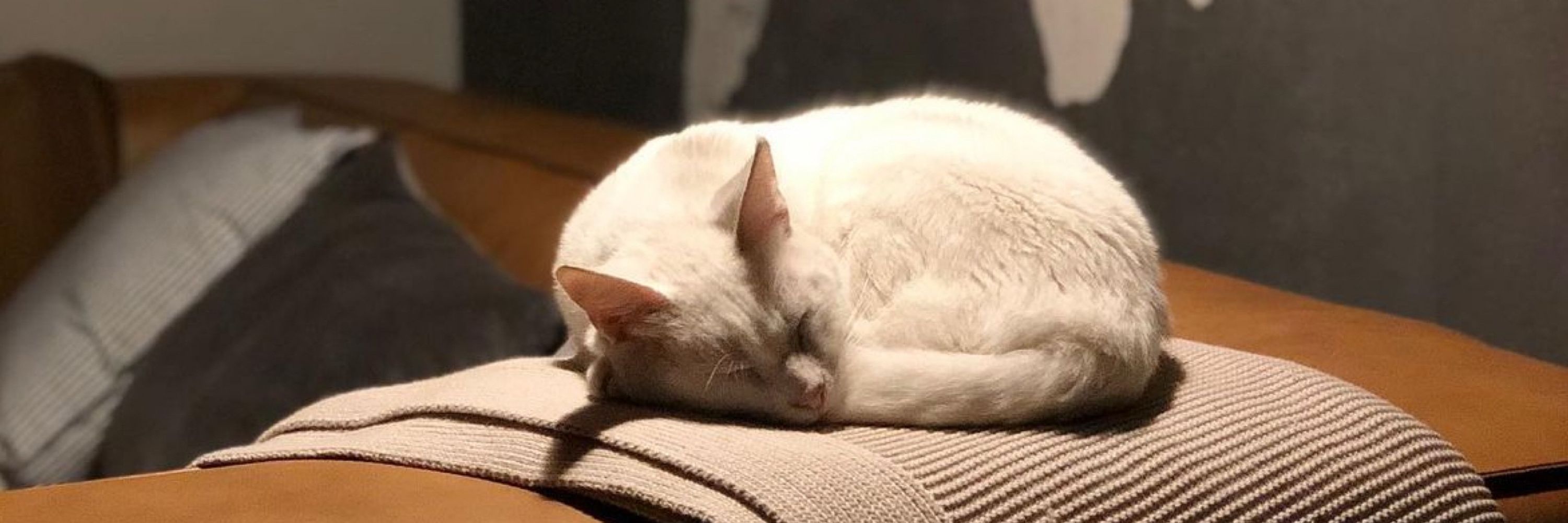 Albert, el gato 🐈
