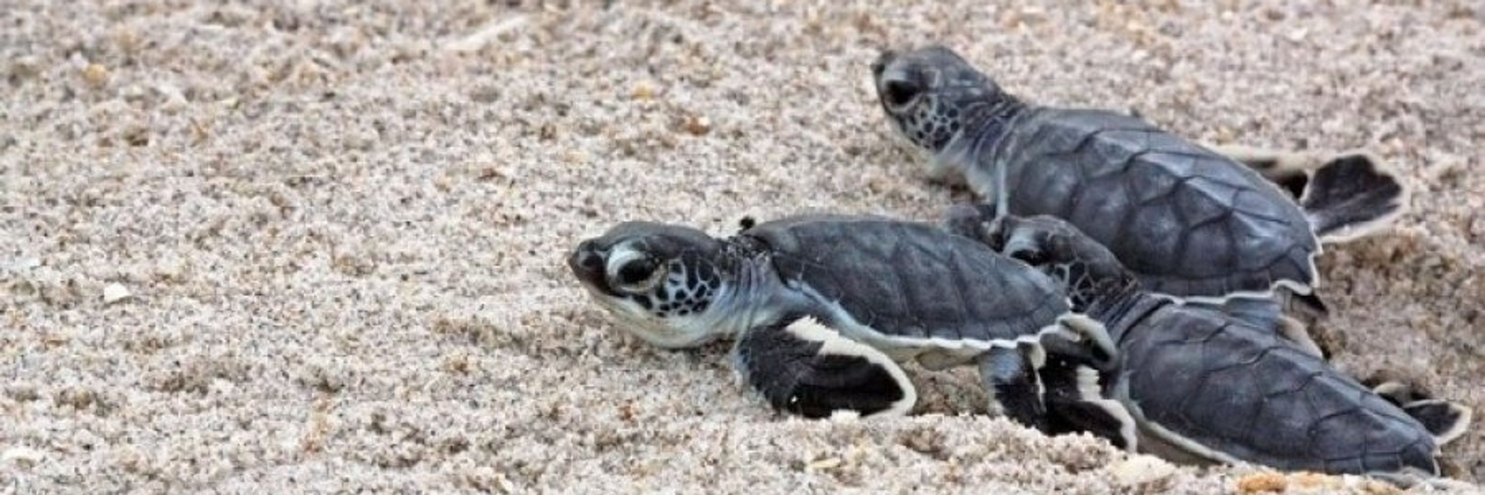 BeebiTurtle🐢
