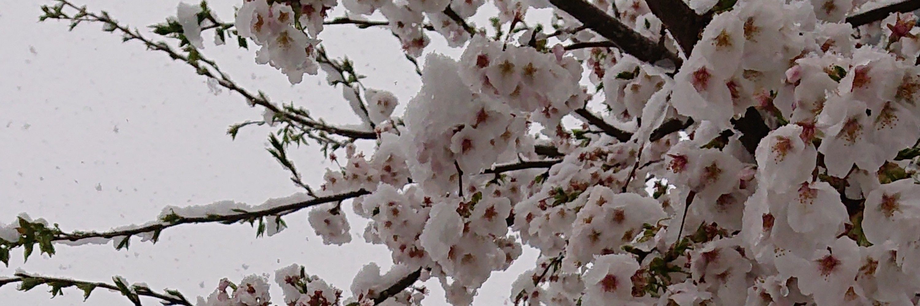 緩里たいむ