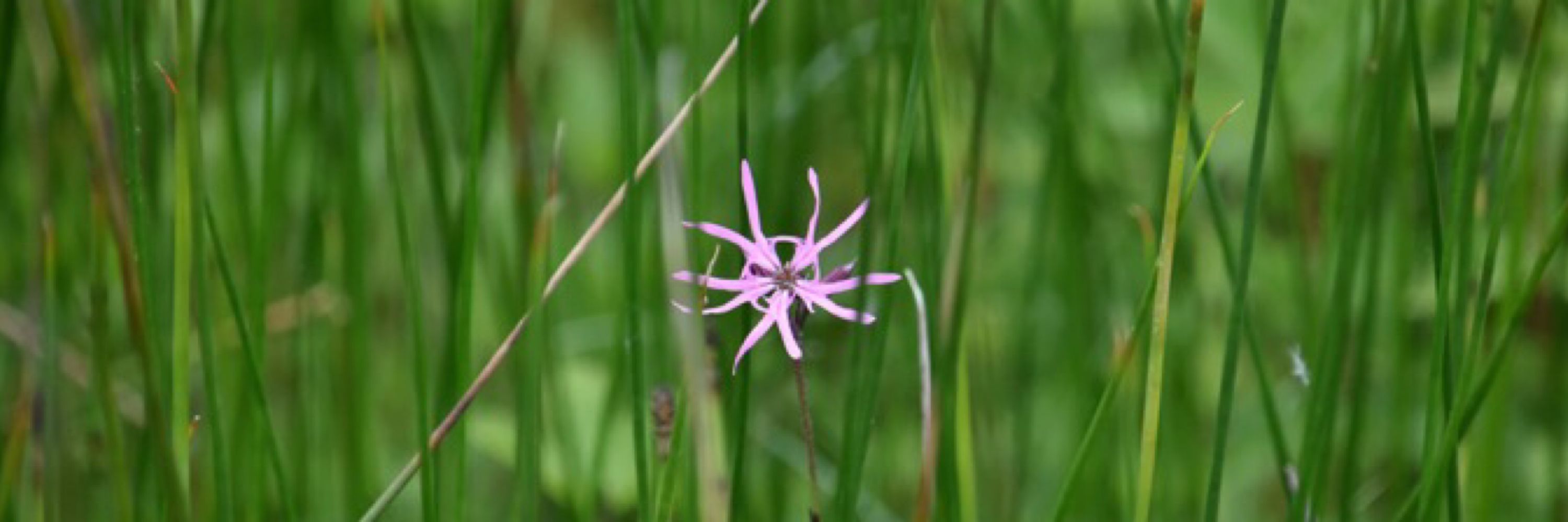 Suffolk Insects
