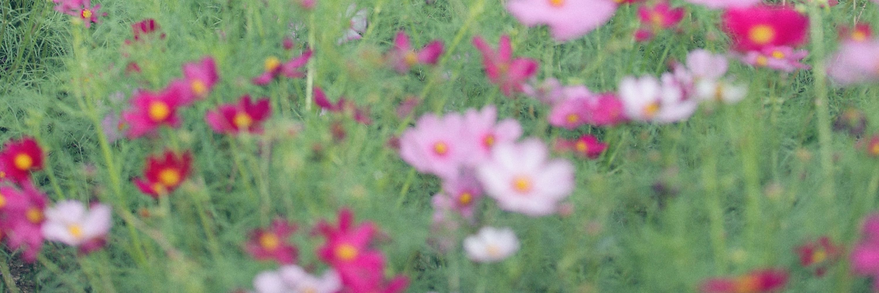 ymz