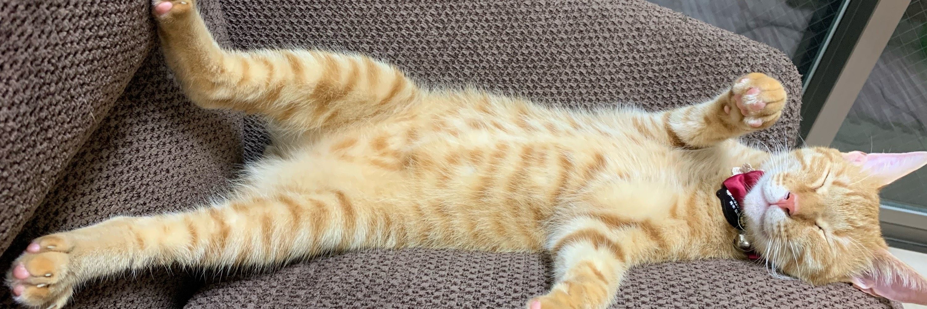 はかせちゃん.