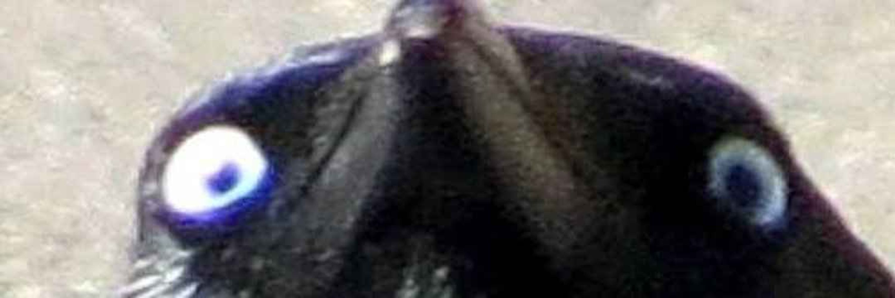 Caw Caw