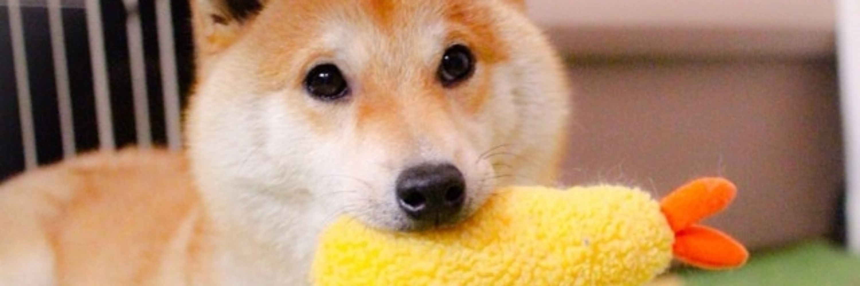 L E O 🐶