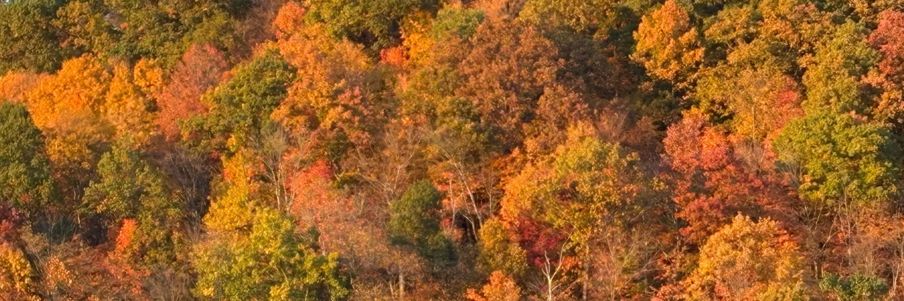 Scott Haag