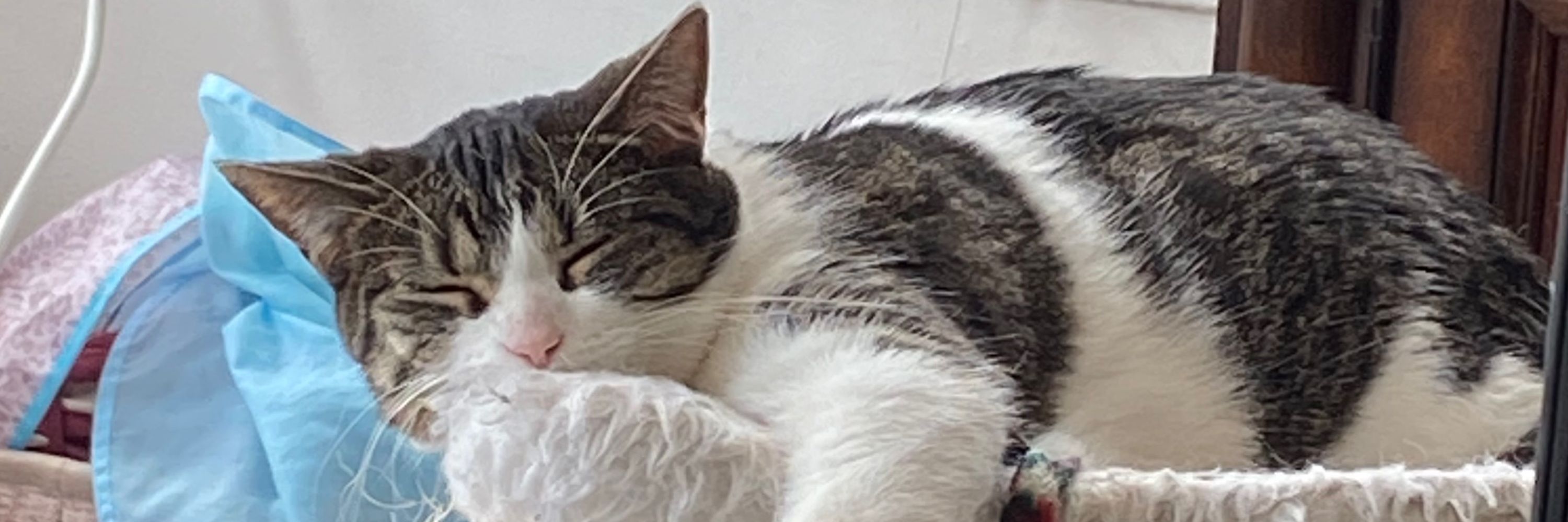 Just some cat pics