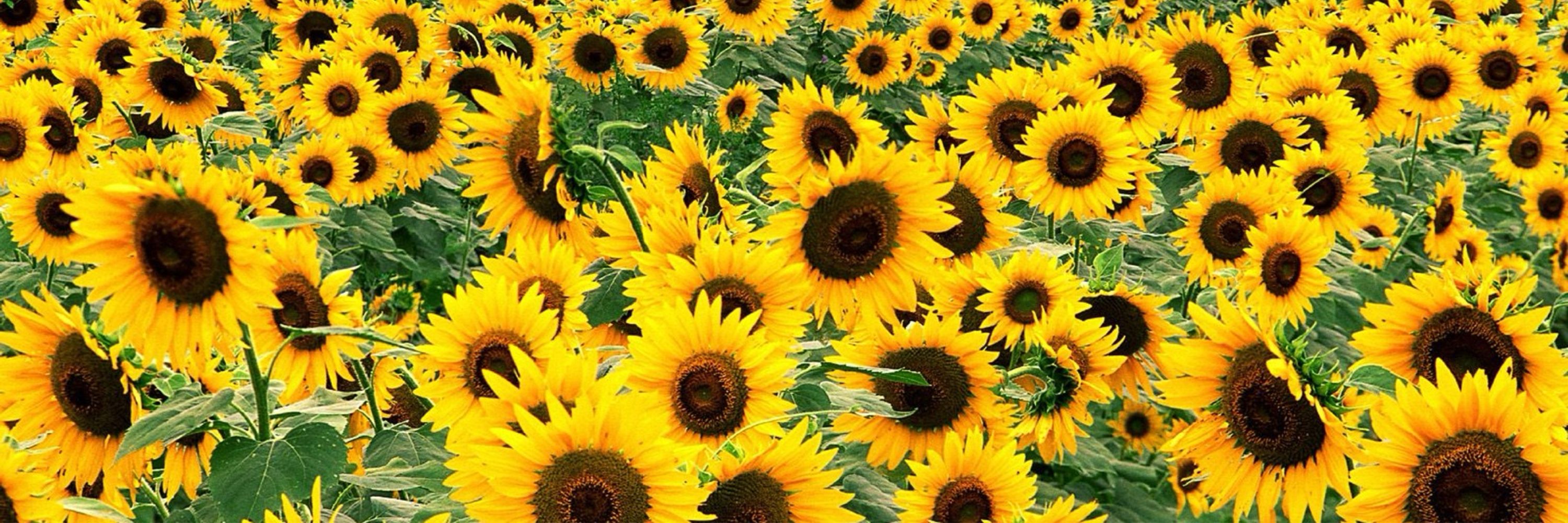 Beth Whiteman 💙 🫘 🌻 🇺🇦