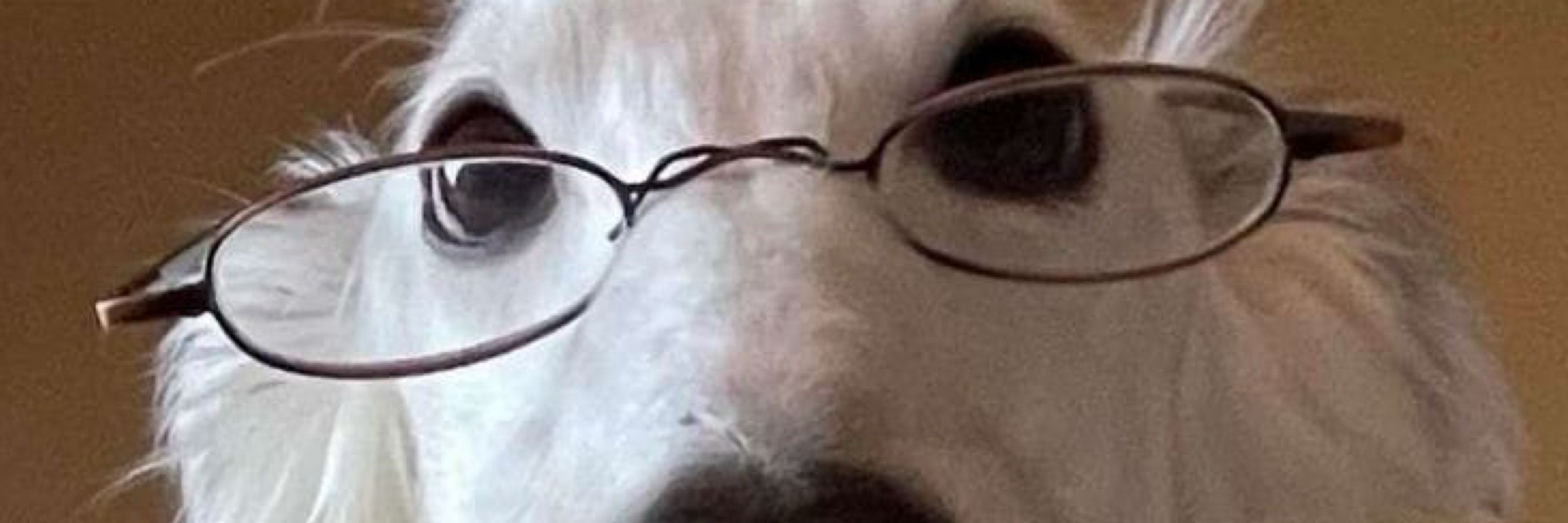 niftycat