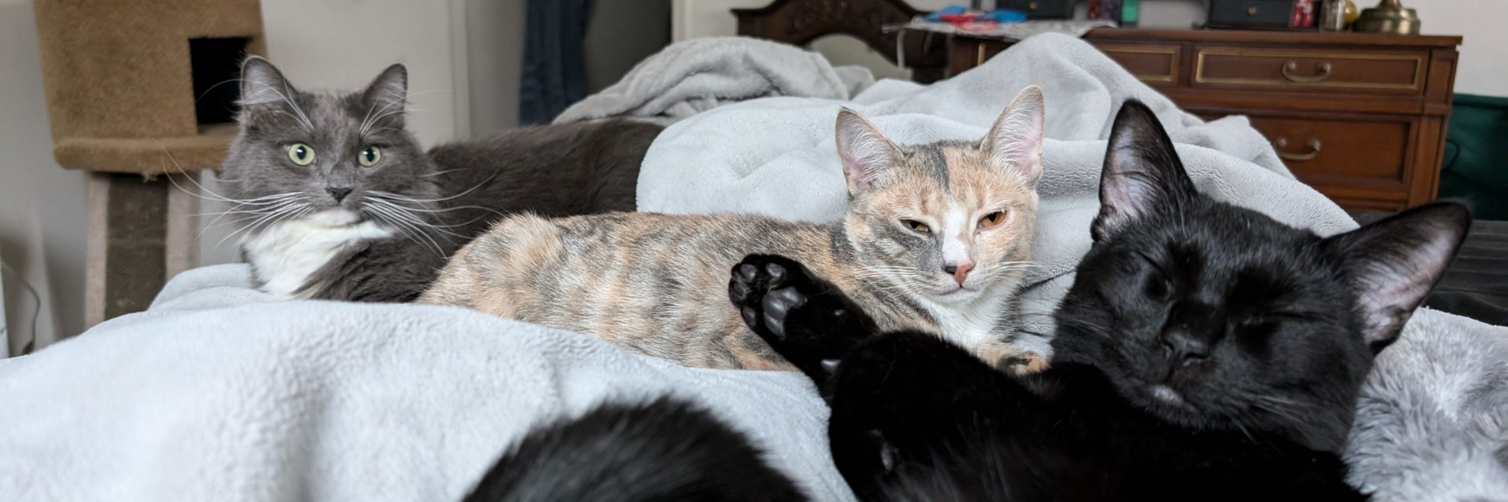 ʕ • ᴥ •ʔ