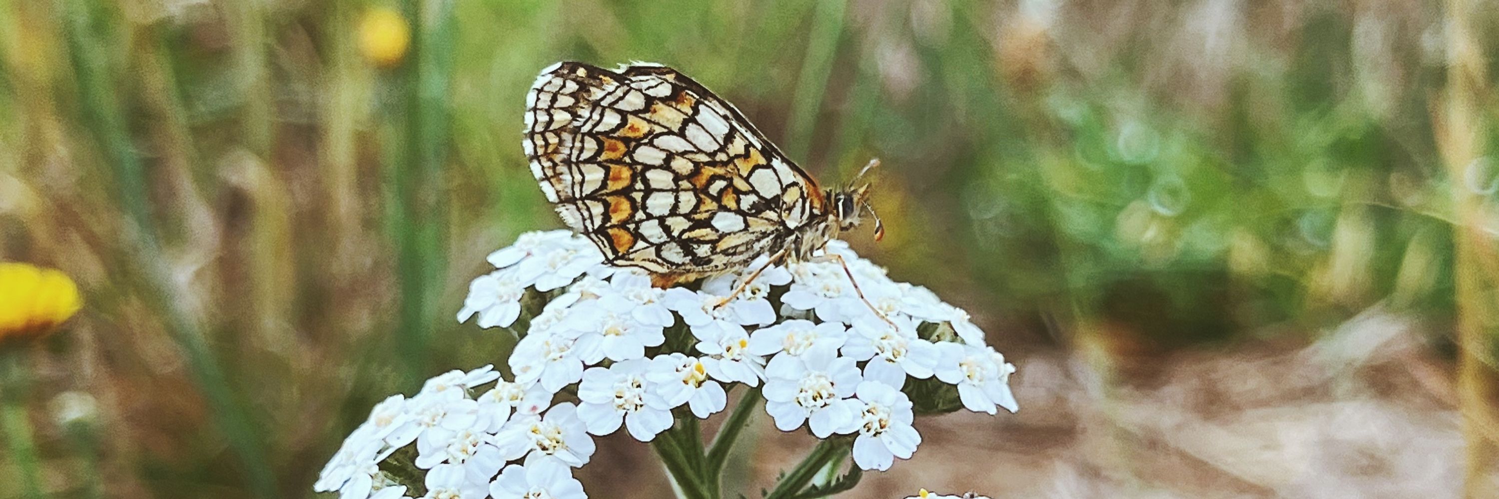 CoeurdeCanard