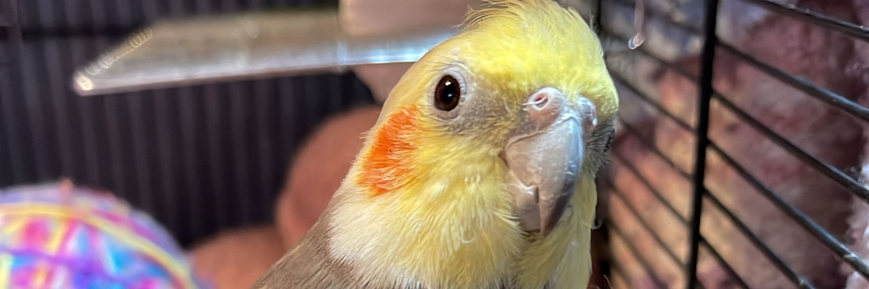 Loki the cockatiel