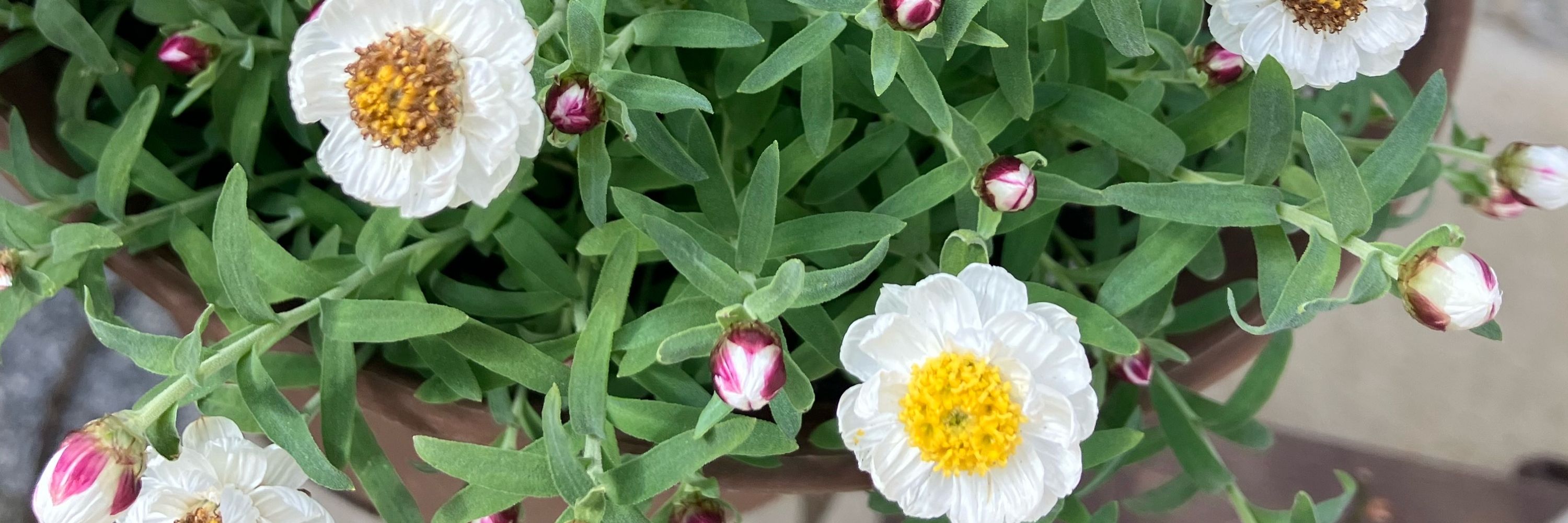 みの🌸