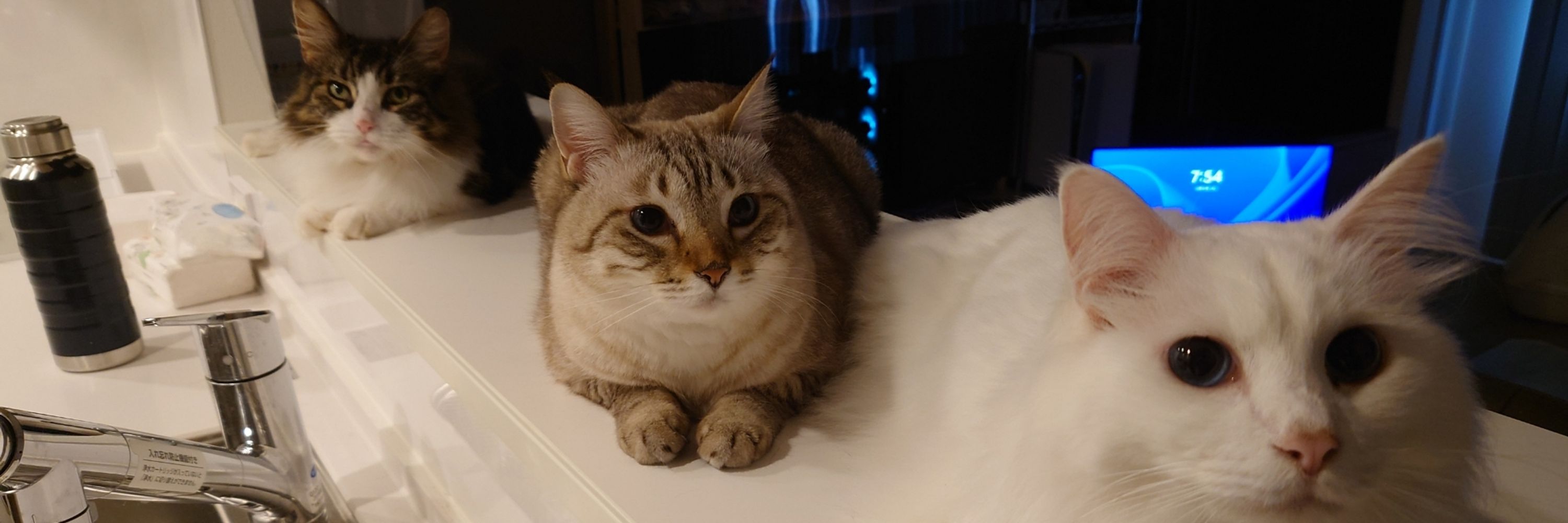 とーまもん