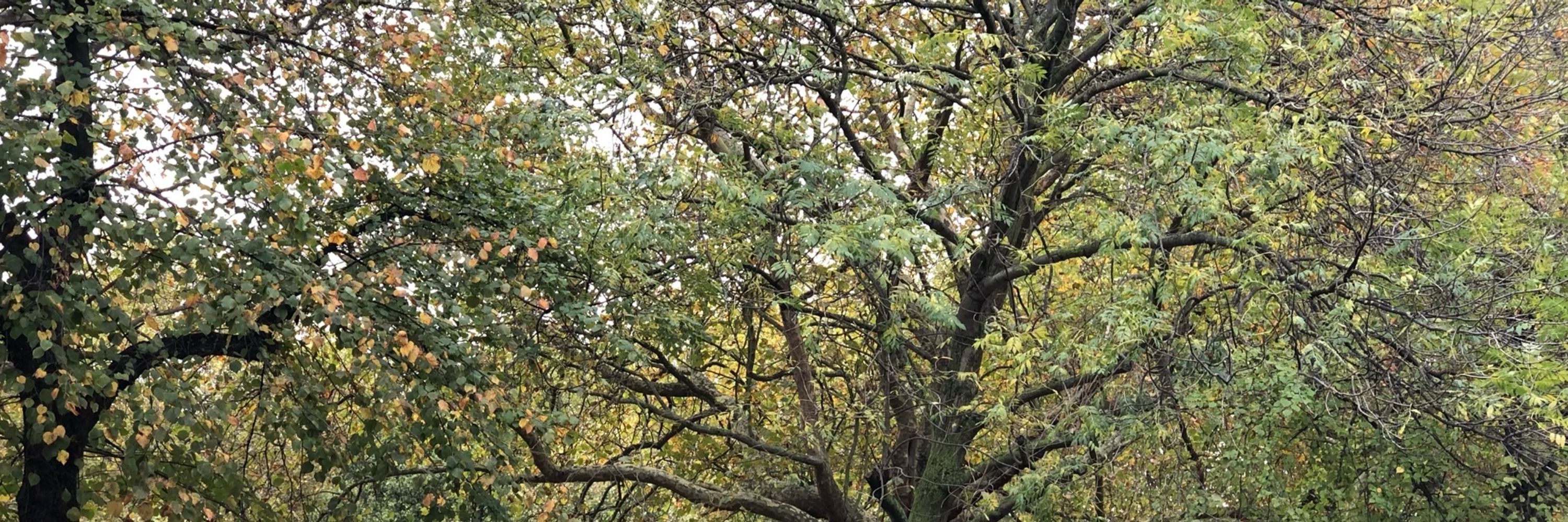Highbury Fields