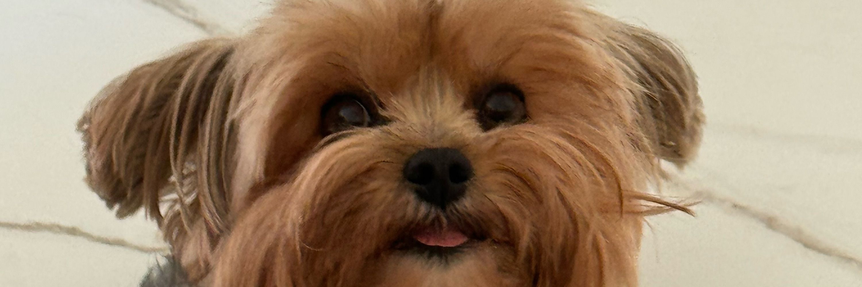 Muie do Pedro 
