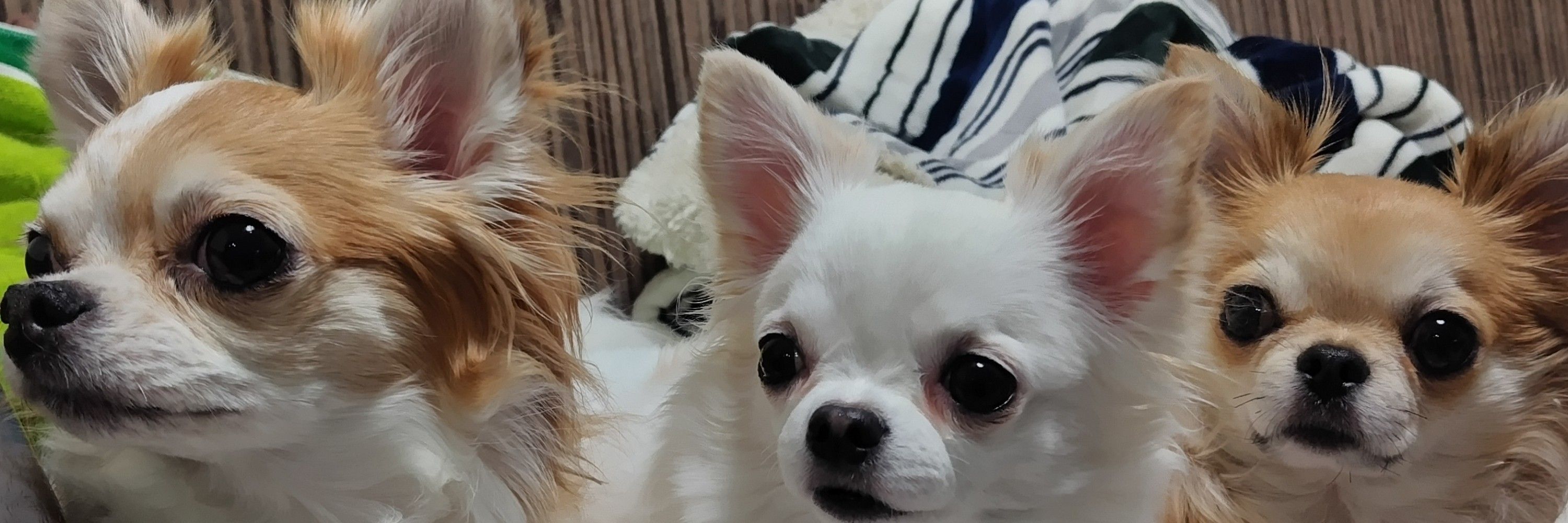 あいしー