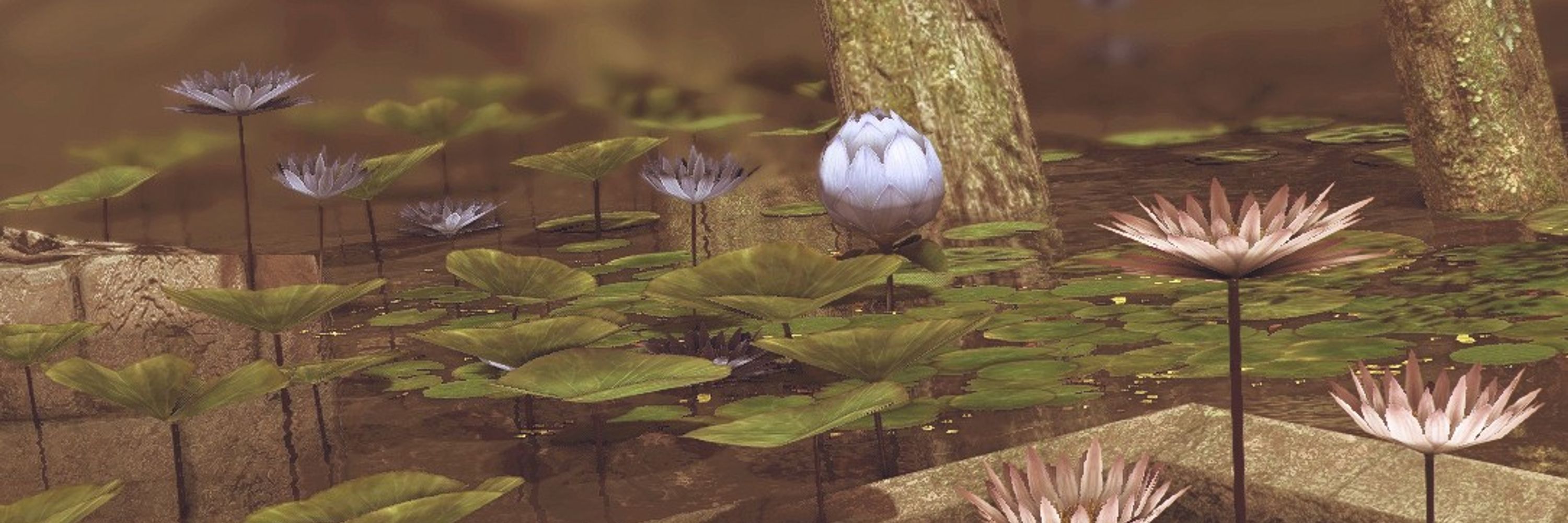 Lily Cactus