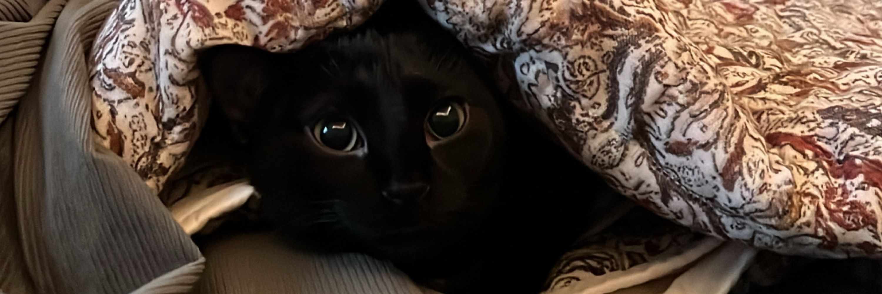 ali :)