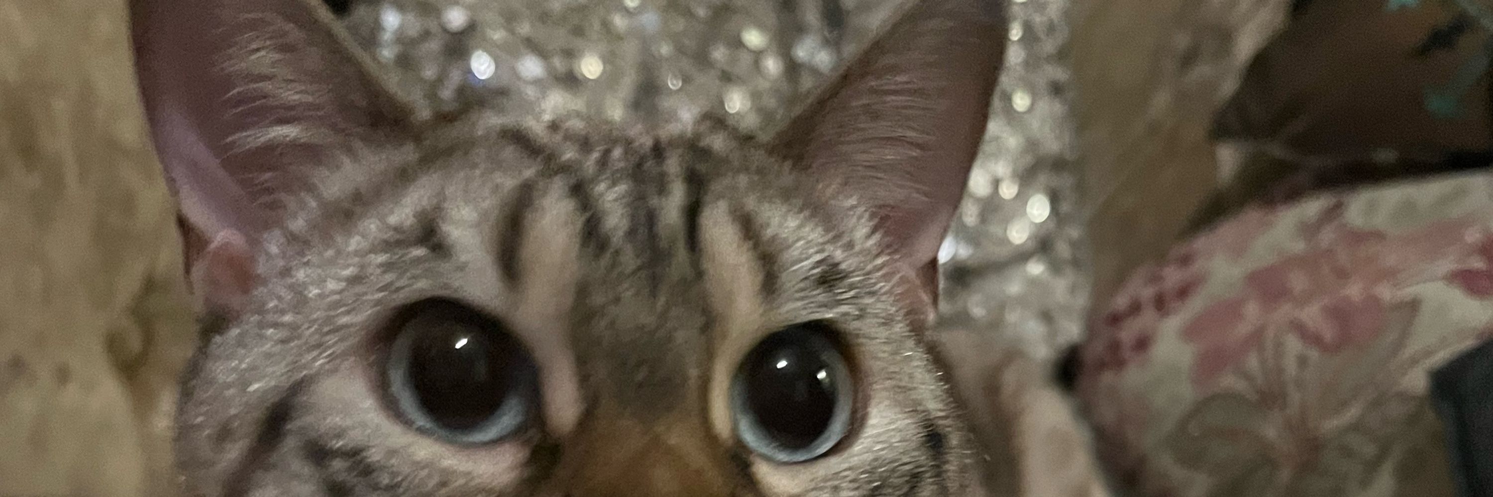 Sigyn Snow Lynx Bengal